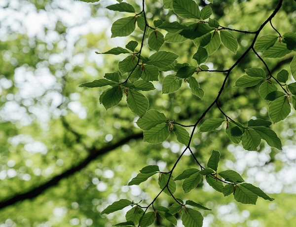 Sustainability nature image
